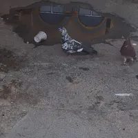 دوستان نرغریب گیرمال هرعزیزی هست بیادببره