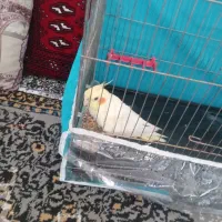 عروس هلندی گمشده