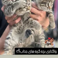 واگذاری گربه