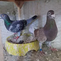 کفتر مسافتی آلمانی پلاکی مدرک دار