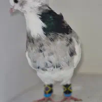 کبوتر طوقی درجه یک|پرنده|شاهین‌شهر, حافظ شمالی|دیوار