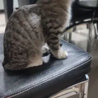 واگذاری گربه|گربه|بیرجند, |دیوار