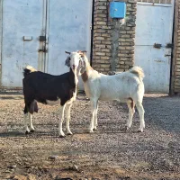 ۲ تا بز دورگ پاکستانی|حیوانات مزرعه|رفسنجان, |دیوار