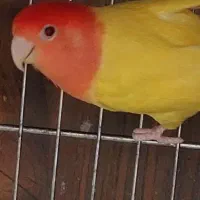 طوطی برزیلی