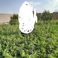 بذر بونجه