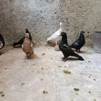 سینه سیاه
