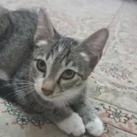 واگذاری رایگان بچه گربه|گربه|آمل, |دیوار