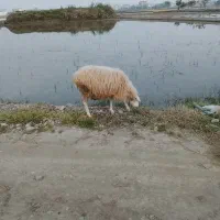 گوسفند  آبستن
