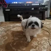 سگ شیتزو سوپر فلت