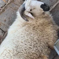 قوچ جوانه|حیوانات مزرعه|هیرمند, |دیوار