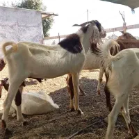 نری پاکستانی|حیوانات مزرعه|فاریاب, |دیوار