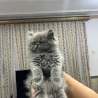 واگذاری بچه گربه پرشین بریتیش