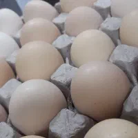 تخم مرغ محلی