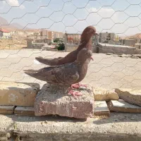 کفتر|پرنده|اسفراین, |دیوار