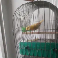 قناری ماده|پرنده|ساری, |دیوار