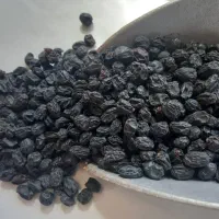 مویز بیدانه سیاه
