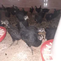 جوجه مرغ بلک|حیوانات مزرعه|دامغان, |دیوار