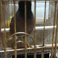 مرغ مینا بازیگوش|پرنده|پارس‌آباد, |دیوار