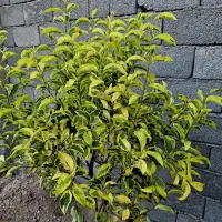 باغ-و-باغچه-زمین190متراطراف-ویلاسازی-شده