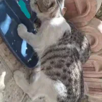 ۶ عدد گربه واگذاری|گربه|اندیشه, اندیشه فاز ۱|دیوار