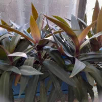 گل طبیعی|گل و گیاه طبیعی|هرسین, |دیوار