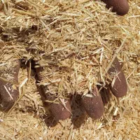 فروش کاه وکلش عمده