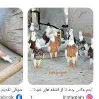 جوجه کفتر گمشده هرکی گرفته میخرم ازش