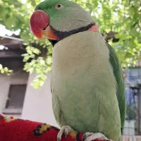 پرنده