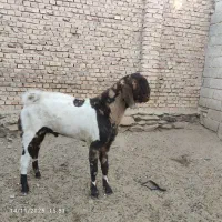 گوسفند نژاد پنجاپی