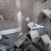 کبوتر تهرانی معاوضه