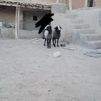 قیمت توافقی