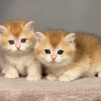 گربه بیریتش واسکاتیش گلد