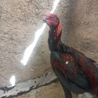 خروس لاری دوسر اوشامو معاوضه با بوقلمون گوشتی