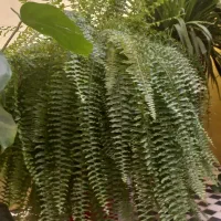 گل و گیاه|گل و گیاه طبیعی|پیشوا, |دیوار