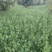 یونجه خالص