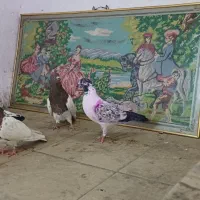 کبوتر قشنگ|پرنده|بروجرد, |دیوار