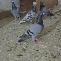 کفتر سار سرور هفترنگ دانفز عطیقه بخونید