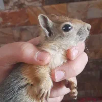 حیوانات موش سان مثل همستر