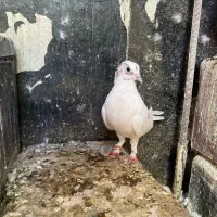 سه کبوتر زیبا