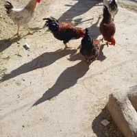 خروس|حیوانات مزرعه|فیروزه, |دیوار