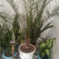 گلهای خانگی