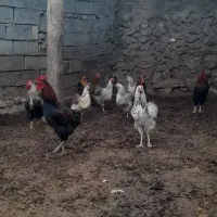 خروس|حیوانات مزرعه|کنگاور, |دیوار