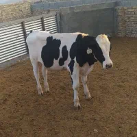 گوساله نر۳۰۰کیلویی