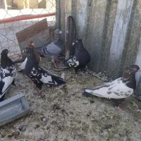 فروش کفتر سینه|پرنده|شیراز, تندگویان|دیوار