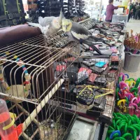 عروس هلندی نر و ماده دستی باقفس|پرنده|آستارا, |دیوار