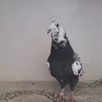 کبوتر سینه مشهدی نر آس
