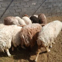 بره سبک ۲۰ و۳۰ کیلو ومیش ابستن