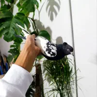 کفترکبوترسینه سفید کرمونی بغدادی پرشی رنگه المانی|پرنده|مشهد, منزل آباد|دیوار