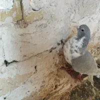 کفتر|پرنده|مشهد, نوده|دیوار
