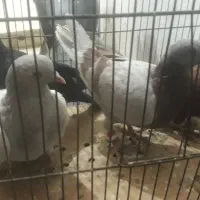 اوغون سرخ قهوای دمسفید وسوسکی،سیاه ماده|پرنده|تربتحیدریه, حیدرآباد|دیوار